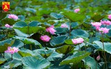 Dịu dàng mùa sen Hà Nội